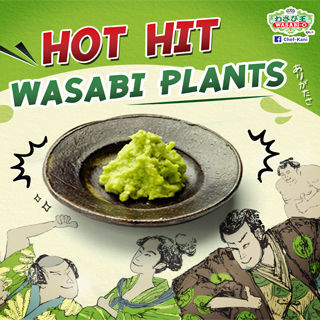 Nowadays, if all of Wasabi and Sushi people know already But before becoming Wasabi and sushi How did it come? Today, we are going to know the history of wasabi and sushi.