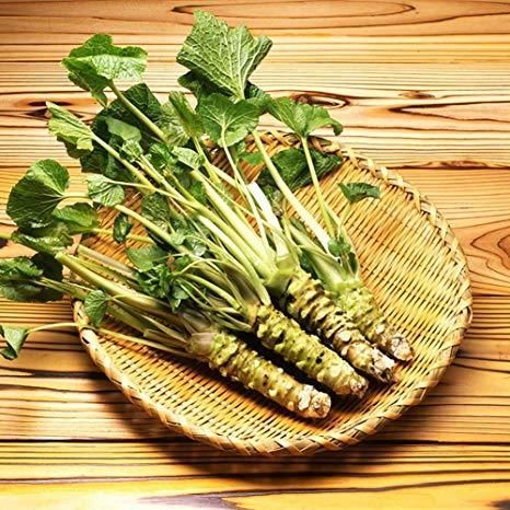The fresh wasabi was originally many people might think that not very expensive. Just!! use it for a little while not used a lot but in truth, wasabi,it was very expensive